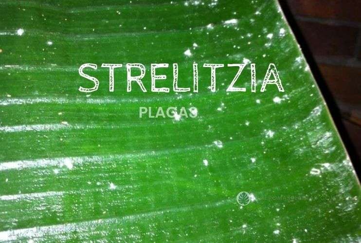 Strelitzia con plagas