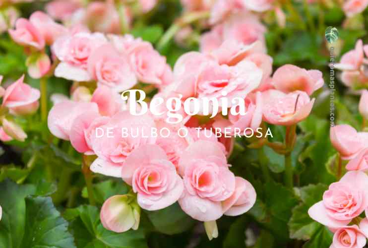 Begonia de bulbo