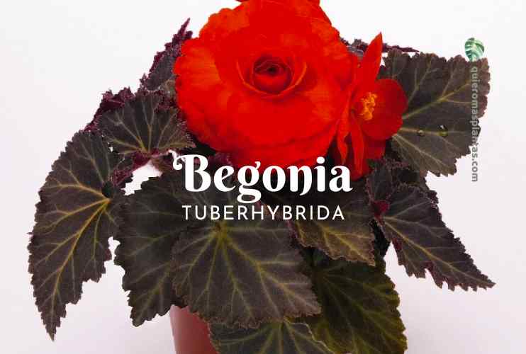 Begonia Tuberhybrida