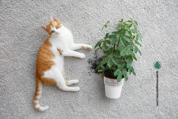 Plantas pet frendly