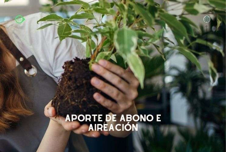 Aporte de aireació para el sustrato