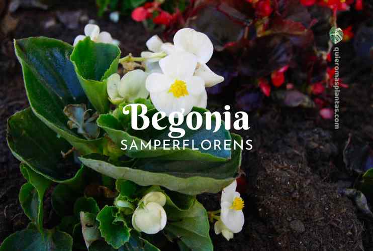 Begonia Samperflorens