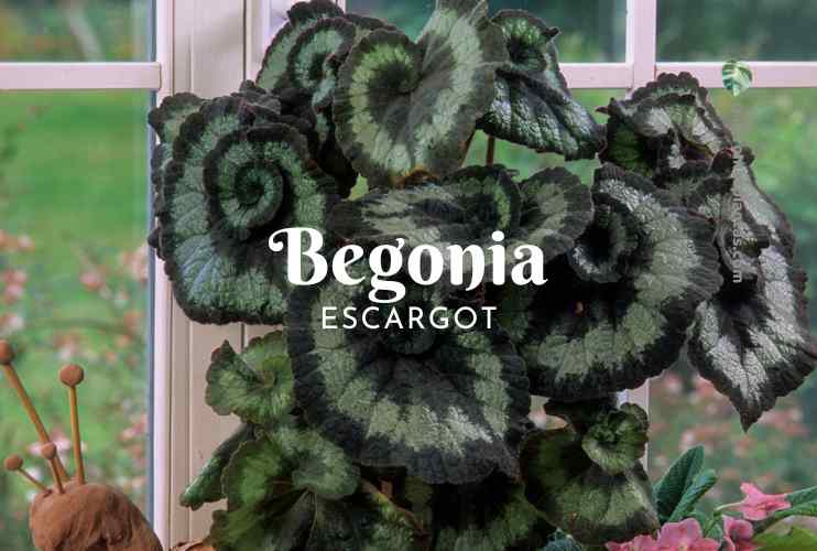 Begonia Escargot