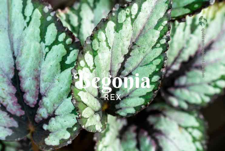 Begonia Rex
