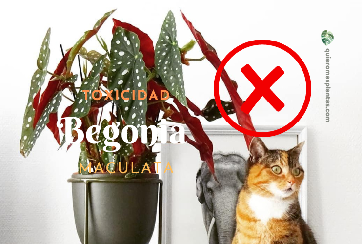 Begonia Maculata Toxicidad