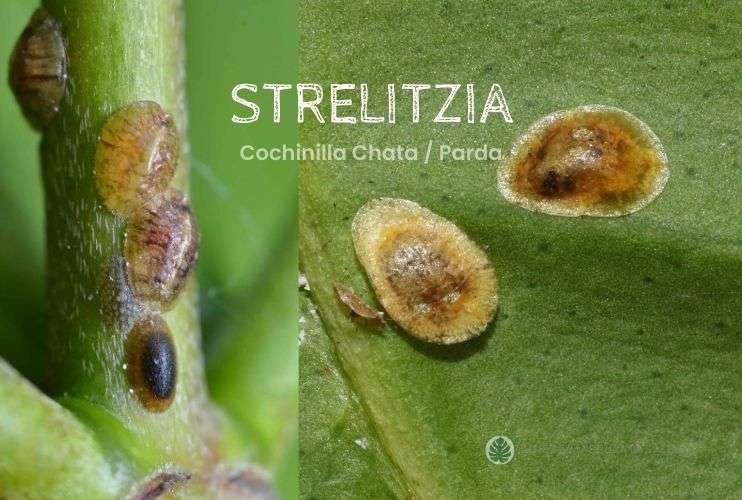 Cochinilla parda en Strelitzia