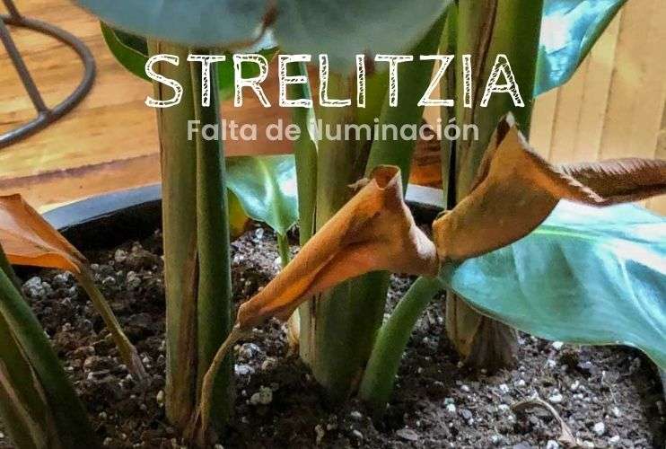 Falta de iluminació en mi Strelitzia