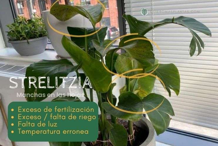 Strelitzia problemas de riego