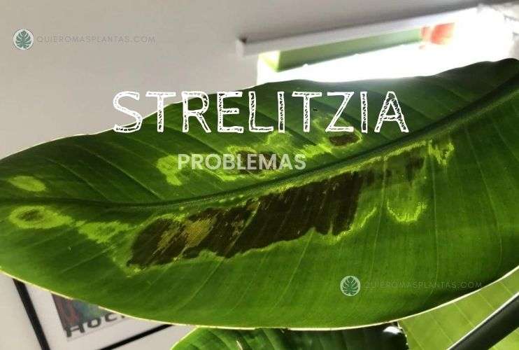 Manchas oscuras por riego Strelitzia