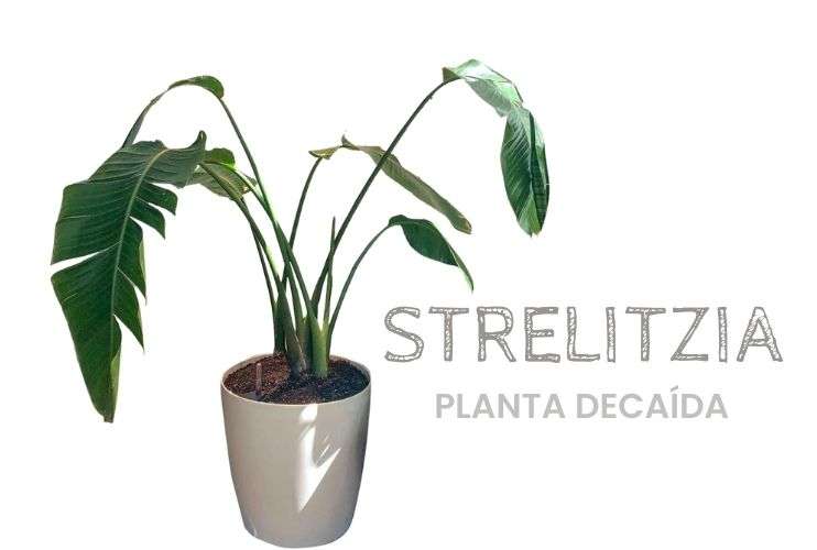 Strelitzia Planta decaída