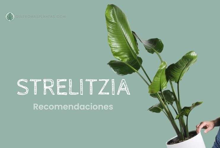 Strelitzia Guía de recomendaciones