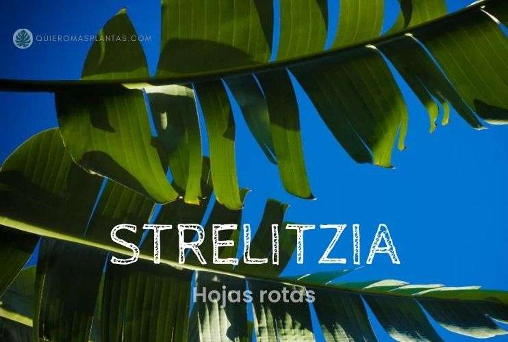 Strelitzia hojas rotas