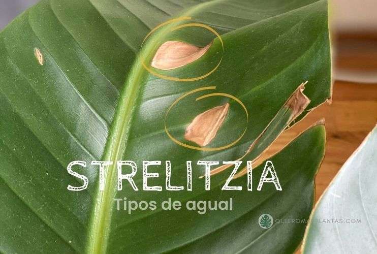 manchas por riego Strelitzia