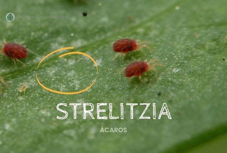 Strelitzia con arañuela