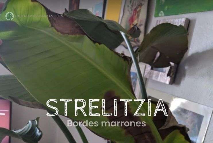 Strelitzia con bordes marrones