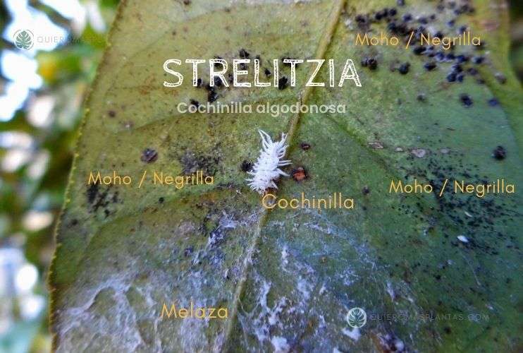 Strelitzia con cochinilla algodonosa