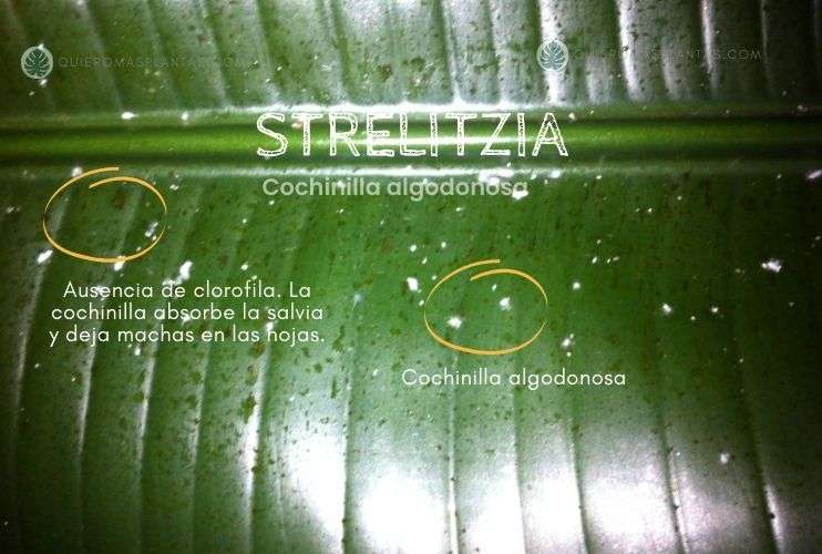 Strelitzia con cochinilla