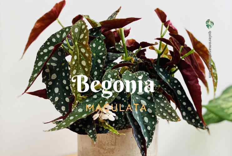 Begonia Maculata comprar