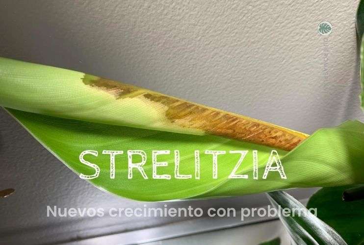 Nuevo crecimiento en Strelitzia
