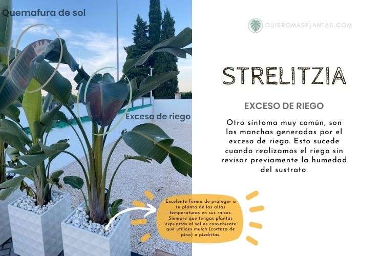 Strelitzia exceso de riego