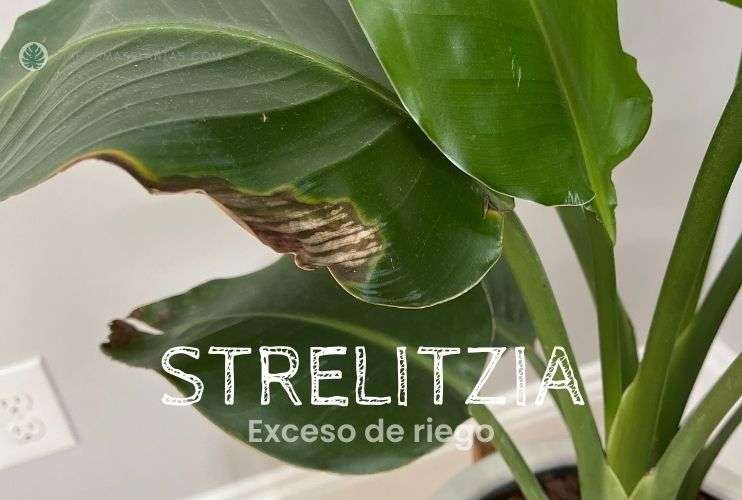 Manchas de riego - Strelitzia