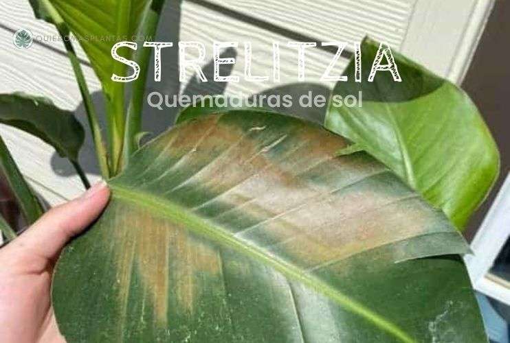 Manchas de sol Strelitzia