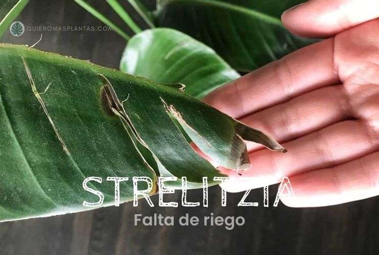 Strelitzia Falta de riego