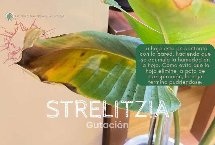 ¿Gutació, qué es?