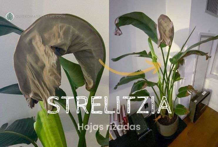 Hojas dobladas Strelitzia