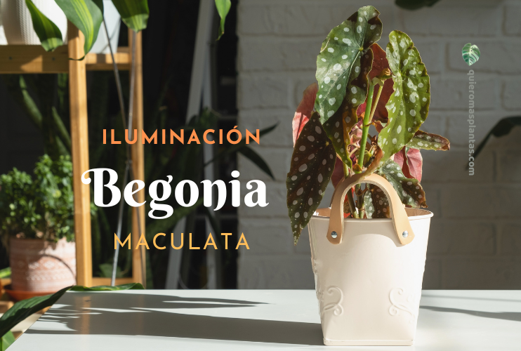 Iluminació - Begonia