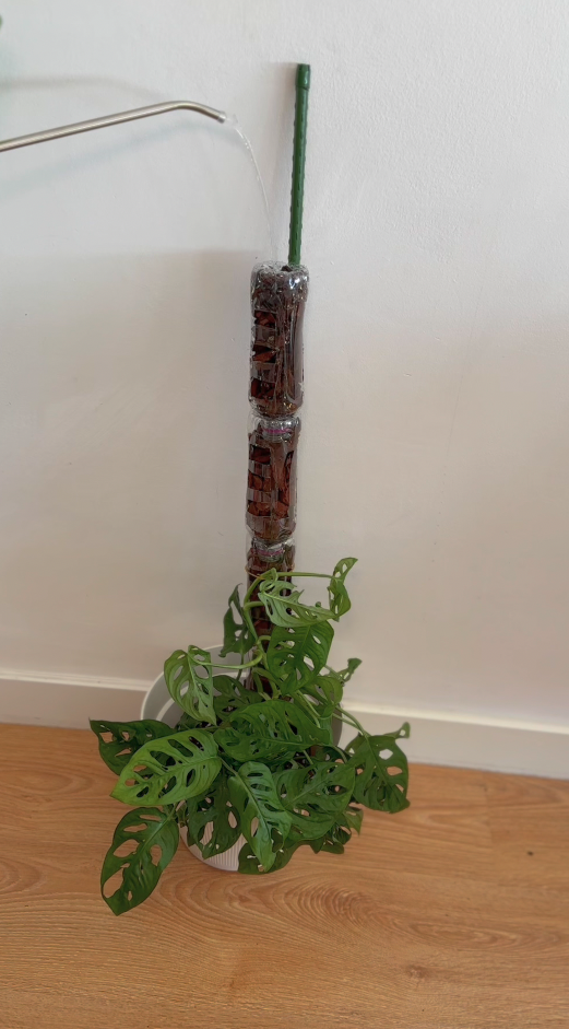 Monstera Andansonii con tutor