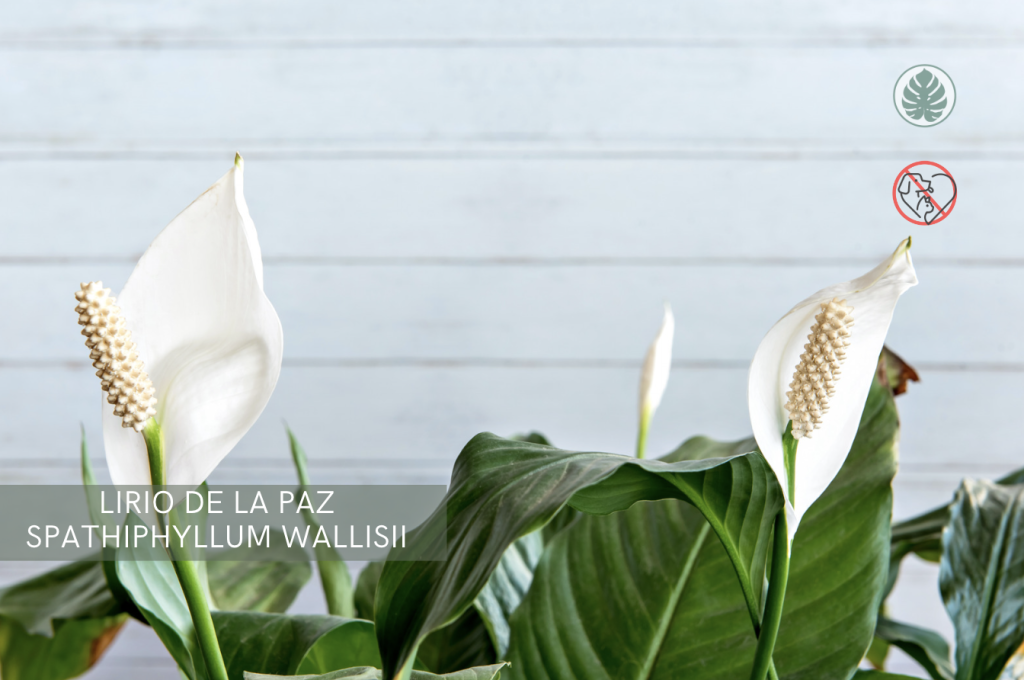 Lirio de la paz (Spathiphyllum wallisii) - Toxica para mascotas