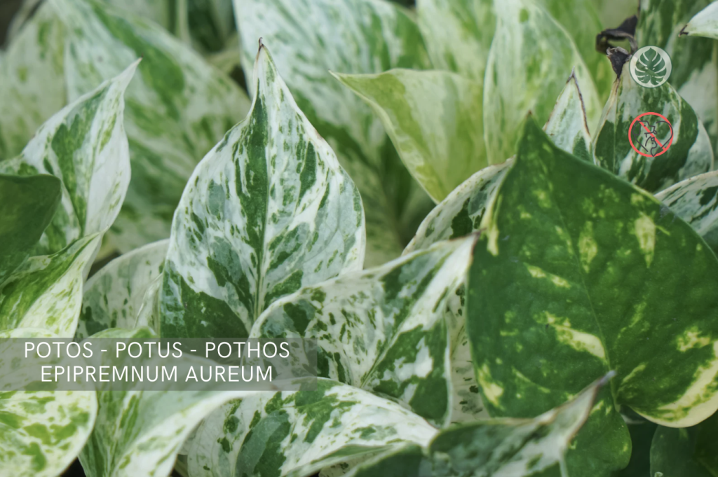 Potos (Potus) (Epipremnum aureum) - Toxica para mascotas