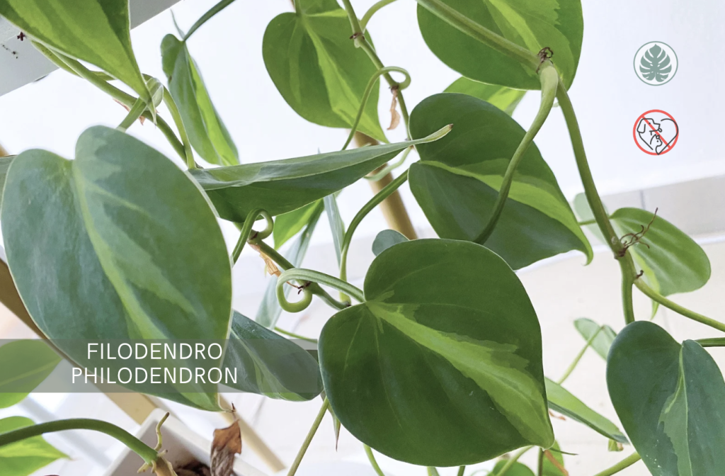 Filodendro - Philodendron spp. – Toxica para mascotas