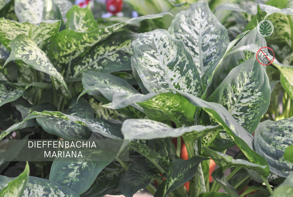 Dieffenbachia (Diefenbaquia) (Planta mariana) – Toxica para mascotas