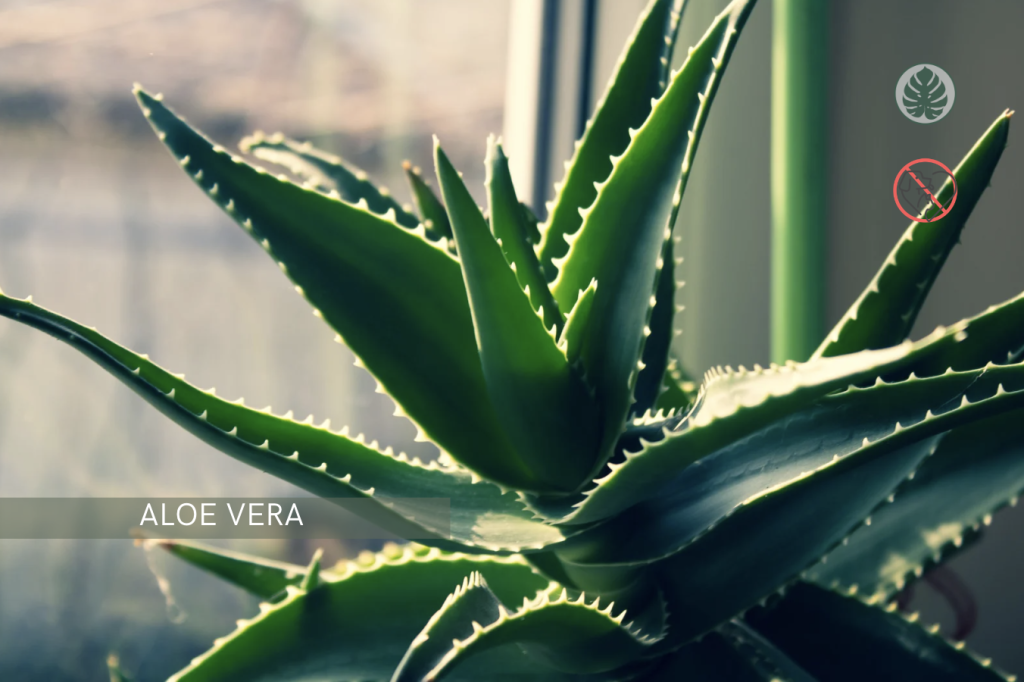 Aloe vera (Aloe barbadensis miller) - Tóxica para mascotas