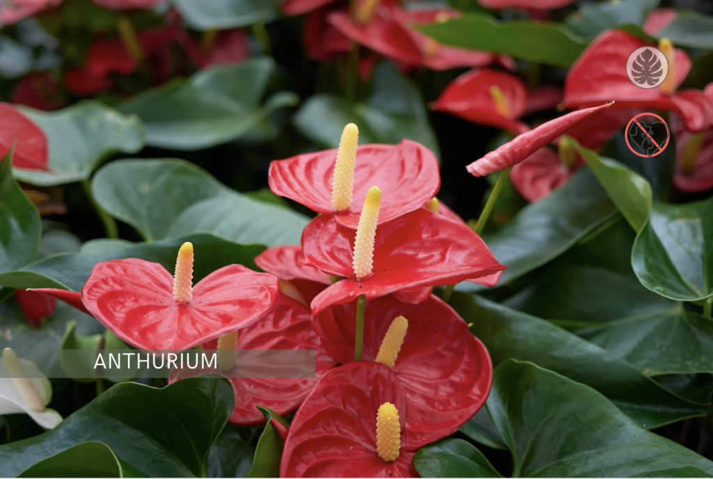 Anturio (flor de flamenco) (Anthurium andraeanum) – Tóxica para mascotas