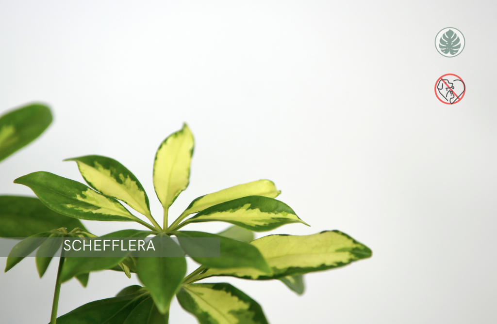 Schefflera (Planta paraguas) (Schefflera actinophylla / arboricola) – Tóxica para mascotas