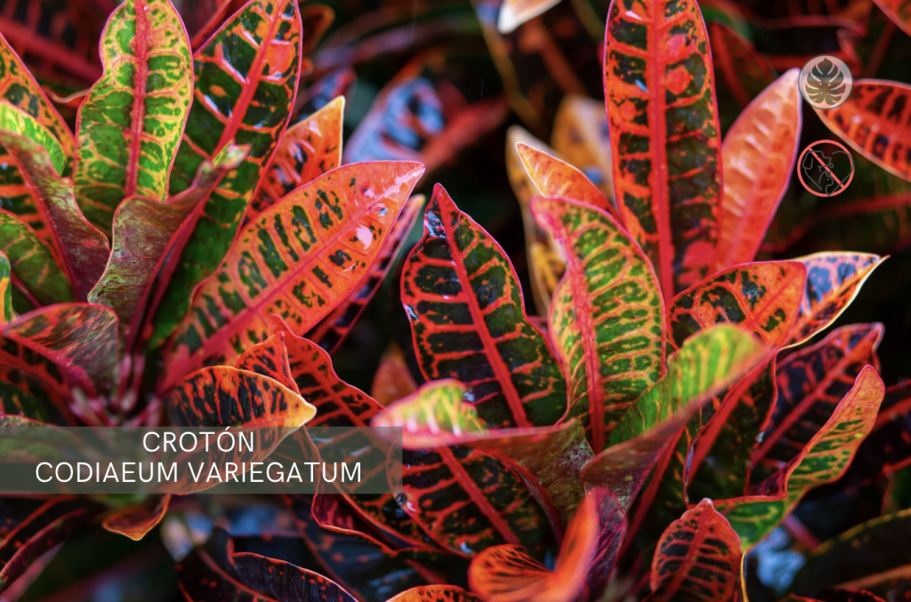 Croton (Crotó) (Codiaeum variegatum) – Tóxica para mascotas