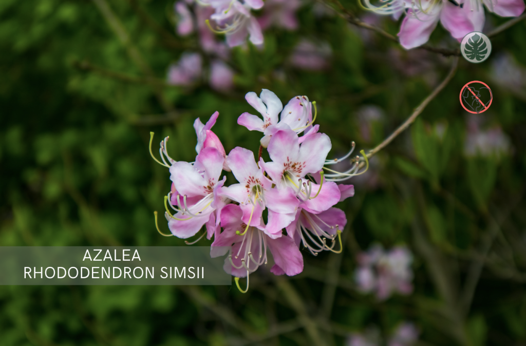 Azalea (Rhododendron simsii) – Tóxica para mascotas