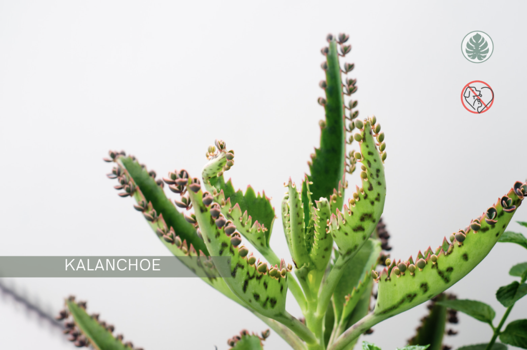 Kalanchoe (Kalanchoe blossfeldiana y otras) – Tóxica para mascotas