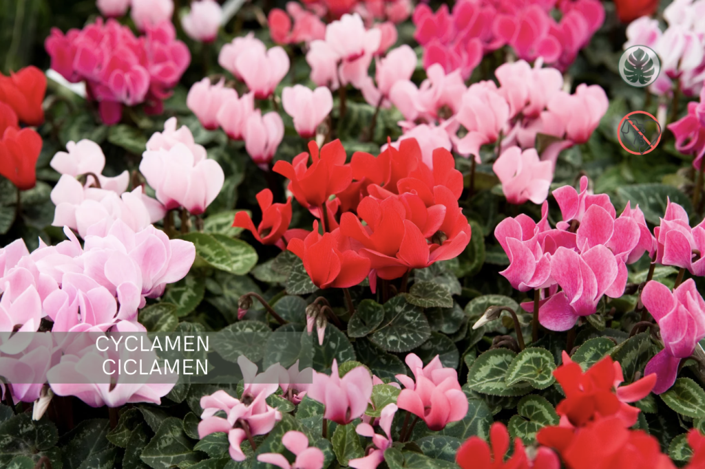 Cyclamen (Ciclamen) (Cyclamen persicum) – Tóxica para mascotas
