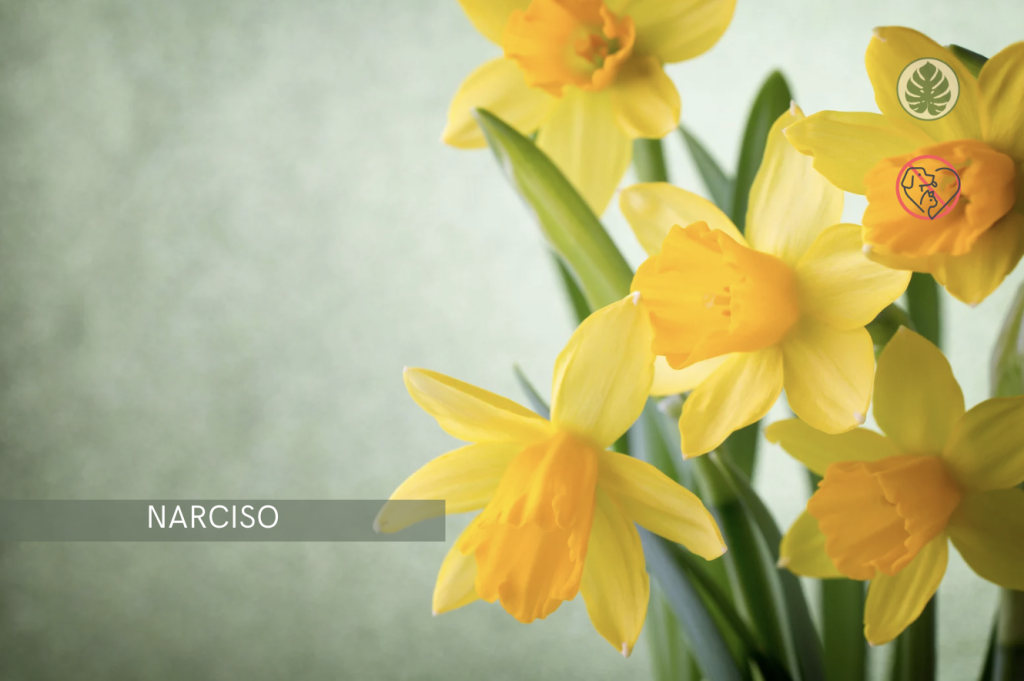 Narciso (Narcissus) – Tóxica para mascotas