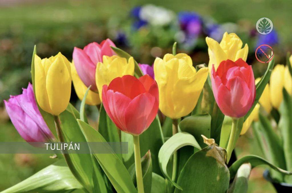 Tulipá (Tulipa) –Tóxica para mascotas