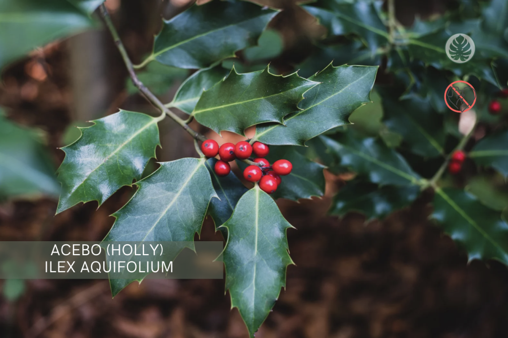 Acebo (Holly) (Ilex aquifolium) – Tóxica para mascotas