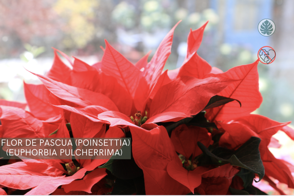 Flor de Pascua (Poinsettia) (Euphorbia pulcherrima) – Tóxica para mascotas