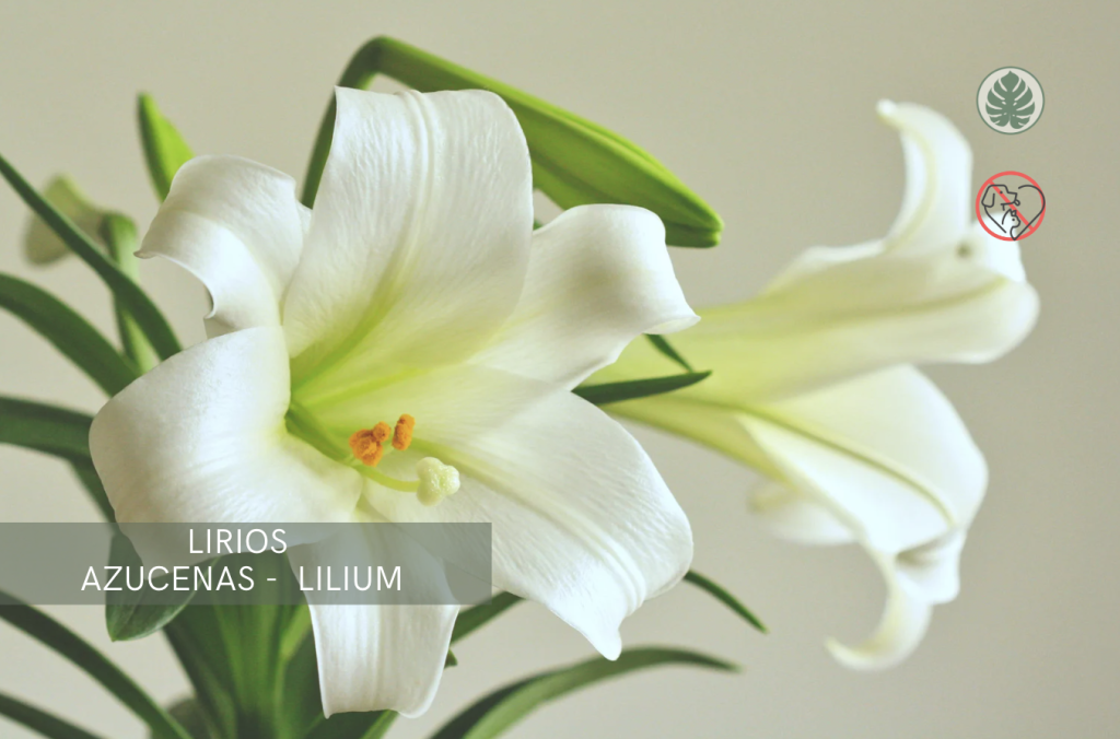 Lirios (Azucenas, Lilium spp.) – Tóxica para mascotas