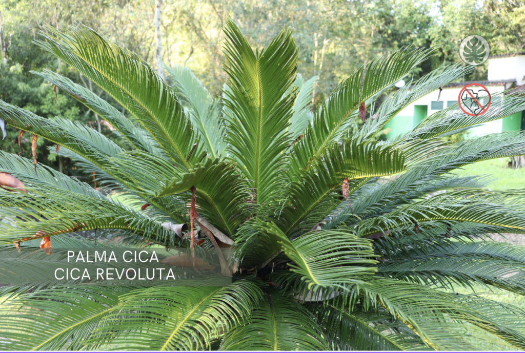 Palma cica (Cica revoluta) (Cycas revoluta) – Tóxica para mascotas