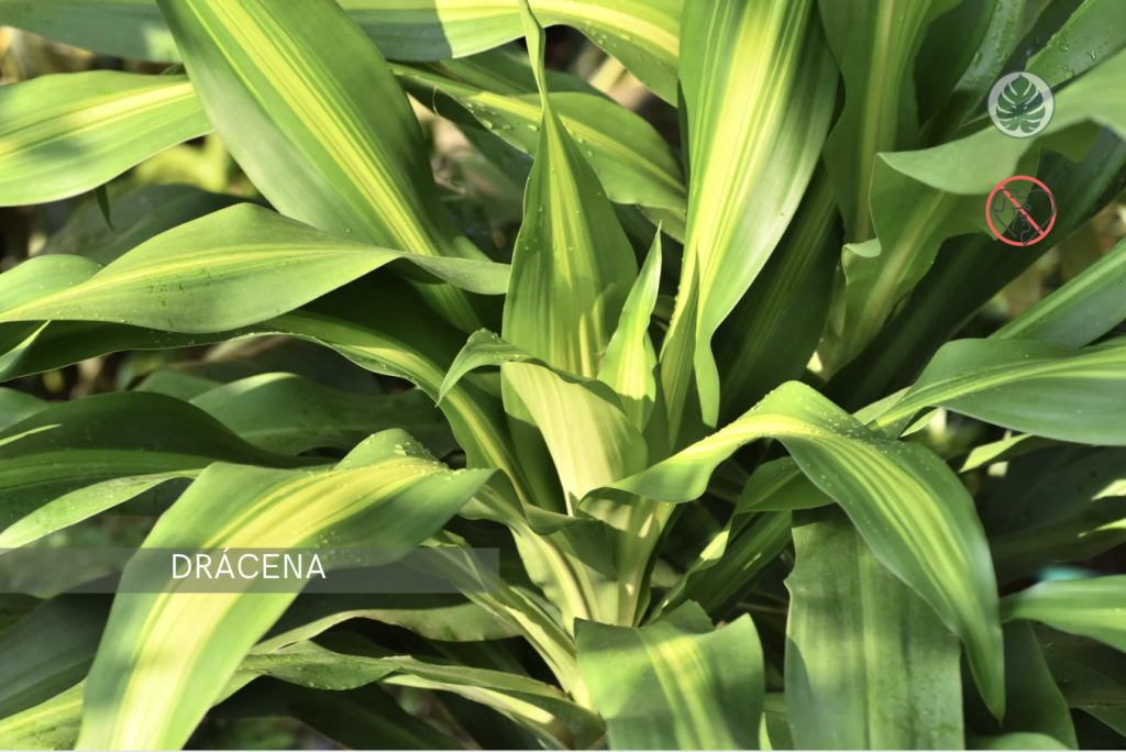 Drácena (Dracaena spp., incluyendo “Lucky bamboo”) – Tóxica para mascotas