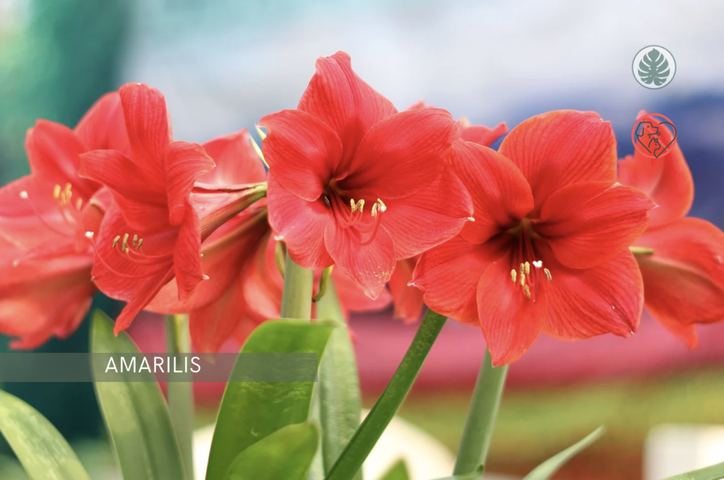 Amarilis (Hippeastrum spp.) – Tóxica para mascotas
